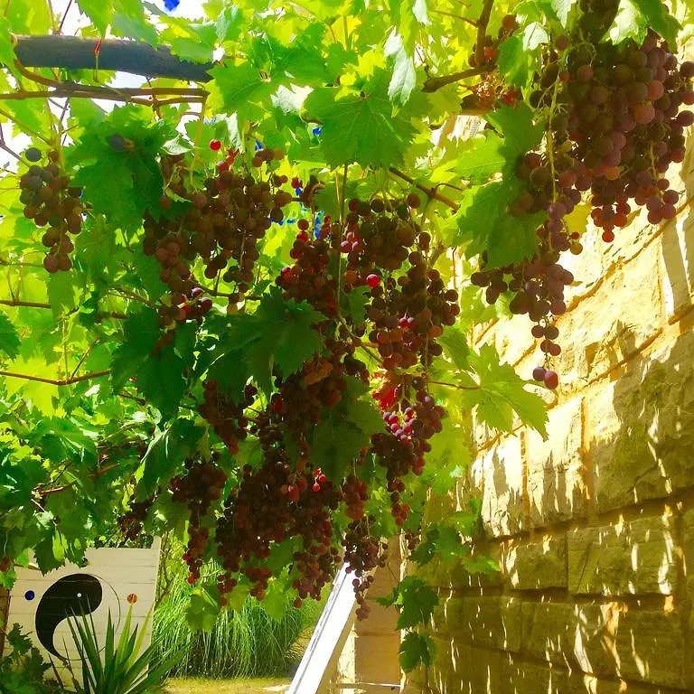 Le Balcon Des Jasses Bed and Breakfast Espere